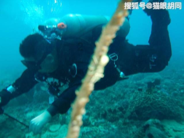 天上掉下个小猪猪